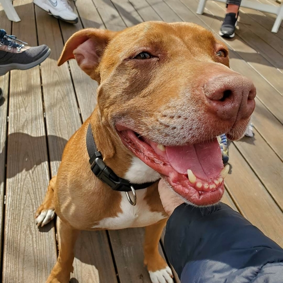 Meet your Posher, Posh - Picture 1 of 5